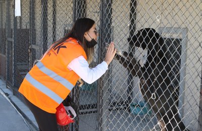 Bayraklıda hayvanseverlere arama-kurtarma eğitimi